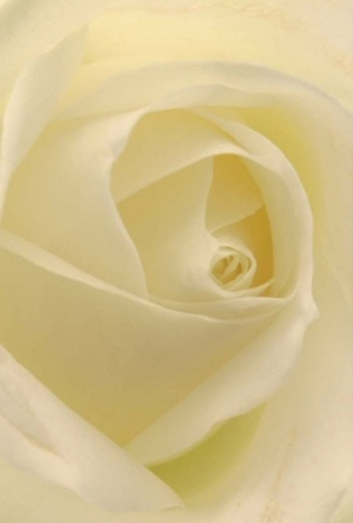 Gazing intimately at this classic rose from Brent Cross, you are invited to appreciate the interplay of softness and layered composure within each petal. Shades of white and creamy ivory form seamless transitions-the petals folding over one another beneath diffused light much like the gentle calm that settles over Claremont Park at sunrise. The bloom itself seems quietly luminous, as if aglow from within, suggesting purity, hope, and resilience in every curve. As a florist familiar with the hearts of Brent Cross residents, I know this is the bloom for moments of genuine sentiment-be it a wedding celebration, a tender apology, or a graceful centrepiece placed for remembrance. The near-perfect spiral of the core denotes both elegant form and emotional strength, while whisper-thin petals at the edge speak softly of life's delicate beauty. The impression is one of unspoken fragrance and peace, with the entire composition crafted to honour any heartfelt occasion across NW4.
